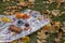 Autumnal picnic with tea at woolen blanket