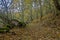 Autumnal picture of a path covered in fallen bare oak leaves and a group of hikers