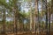 Autumnal pine forest landscape. Woodland thicket. Coniferous forest