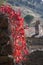 Autumnal red climbing plant rests on a stone bench