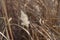 Autumnal reed field close-up background with brownish tones.