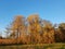 Autumnal riparian forest at sunset