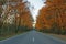 Autumnal road