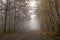 Autumnal road and foggy aura, Poland