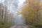 Autumnal road and foggy aura, Poland