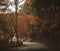 Autumnal road in the forest. Tree, leaves. Travel and explore concept