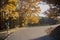 Autumnal road in the forest. Tree, leaves. Travel and explore concept