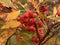 Autumnal rowan berries