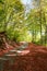 Autumnal rural road