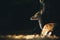 Autumnal Scene: Adorable Fallow Deer Lying under the Tree in Falling Leaves.