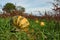 Autumnal scene of an array of pumpkins amongst lush green grass in a rural setting