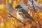 Autumnal Scene with a Sparrow Perched on Twigs Among Vibrant Orange Leaves in Soft Focus Background