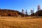 Autumnal scenery of golden meadow