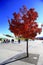 Autumnal Scenery of Lake Burley Griffin shore