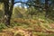 Autumnal Scottish Woodland
