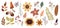 Autumnal set of flowers, plants and leaves, isolated elements, decorative design