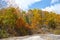 Autumnal silver birches