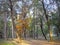 Autumnal solitude in Belgrade forest