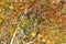 Autumnal Sorbus aucuparia