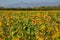 Autumnal Soya Bean Field