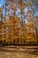 Autumnal splendor blankets the forest floor in South Mountain Reservation, New Jersey, as sunlight dapples through the