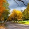 Autumnal street , scenery