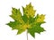 Autumnal texture of maple leaf