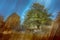 Autumnal tree colours, Gait Barrows Nature Reserve