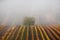 Autumnal Tree In Fog. Autumn Landscape With Autumn Tree, Fog And Multi-Colored Rows Of Vineyards. Rows Of Vineyard Grape Vines.