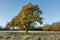 Autumnal tree on a frosty morning