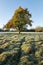 Autumnal tree on a frosty morning