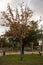 Autumnal tree with its yellow sepia colors in the middle of the city