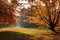 Autumnal trees in park