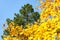 Autumnal treetop, green and yellow colored tree