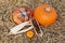 Autumnal Turks turban gourd and pumpkin with ornamental corn cobs