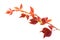 Autumnal twig of grapes leaves (Parthenocissus quinquefolia foliage)