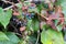 Autumnal view of ivy blue berries and red foliage. Hedera helix common ivy, English ivy, European ivy