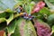 Autumnal view of ivy blue berries and red foliage. Hedera helix common ivy, English ivy, European ivy