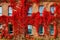 Autumnal view of red brick building covered by red foliage of parthenocissus