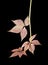 Autumnal vine leaves isolated on a black background