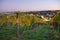 Autumnal vineyard landscape in Vienna, Austria.