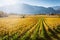 Autumnal vineyard in Trento