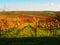 Autumnal vineyard. Yellow orange red leaves on grapevine plants in vinery, last warm sun rays