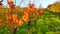 Autumnal vineyard. Yellow orange red leaves on grapevine plants in vinery, last warm sun rays in afternoon.