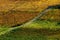 Autumnal vineyards grow on the hill in Piedmont, Italy