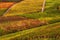 Autumnal vineyards grow on the hills of Piedmont, Italy.