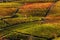 Autumnal vineyards on the hills of Langhe in Piedmont, Italy.