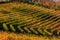 Autumnal vineyards near Barolo, Italy.