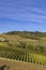 autumnal vineyards, Piedmont, Italy