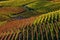 Autumnal vineyards in a row on the hills in Italy.